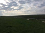 Foto vom Horizont, dem bewölkten Himmel und Schafen auf den grünen Feldern.
