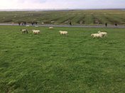 Ein Foto der grünen Felder mit Schafen, die hier und da verstreut sind