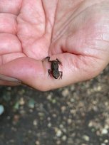 Kleiner Frosch auf einem Finger