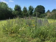 Blühwiese und Obstbäume