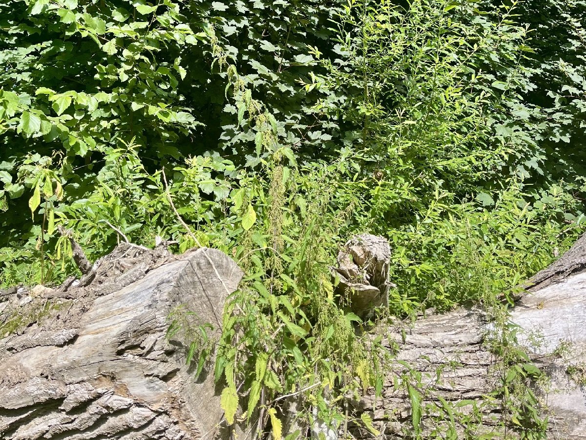 Klima und Nachhaltigkeit