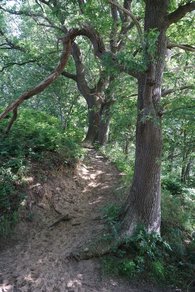 Alte Eichen auf den Grönsfurther Bergen