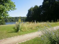 Grünanlage Uferzone Parksiedlung - Blühwiese